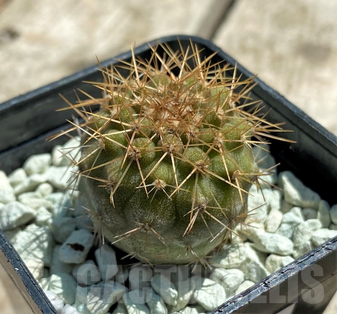 SHPR11830 Copiapoa gigantea PV 1939 -N. Taltal- - Obrázek 2