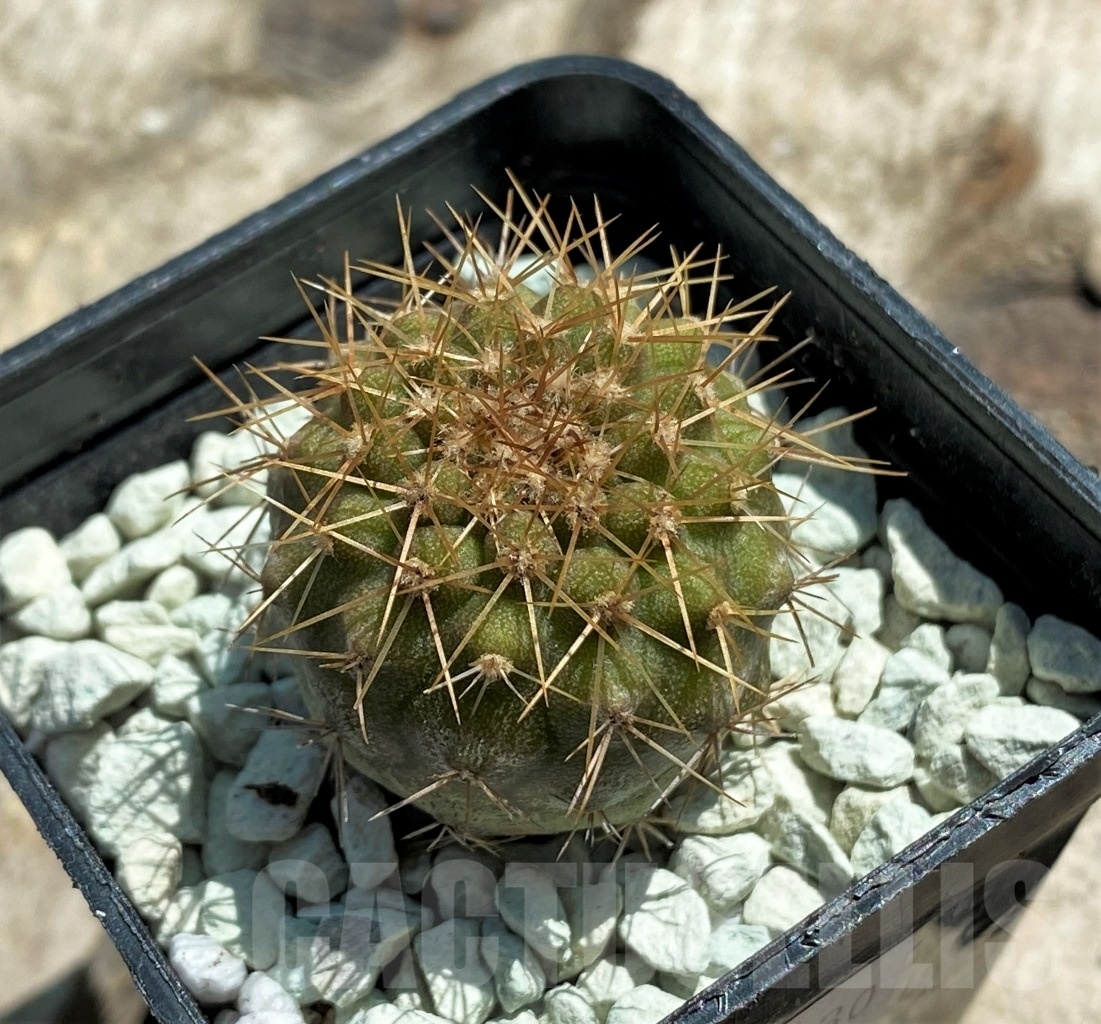 SHPR11830 Copiapoa gigantea PV 1939 -N. Taltal-