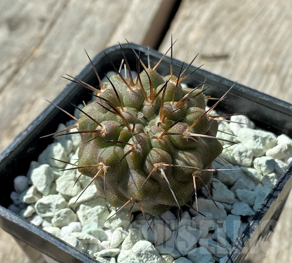 SHPR11835 Copiapoa dealbata -Totoral- - Image 2