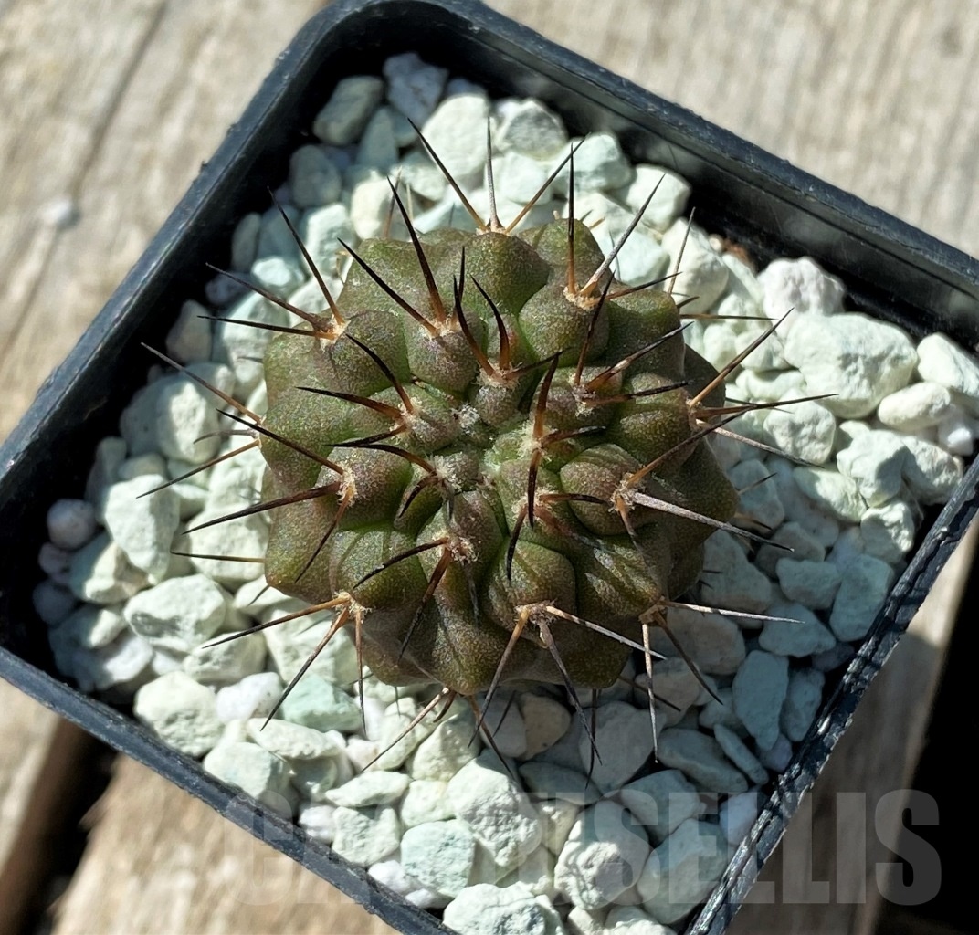 SHPR11835 Copiapoa dealbata -Totoral- - Image 3