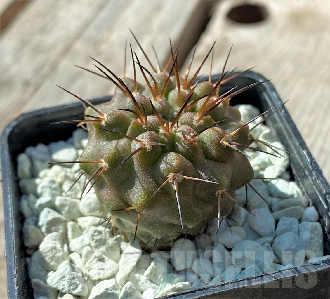 SHPR11835 Copiapoa dealbata -Totoral-