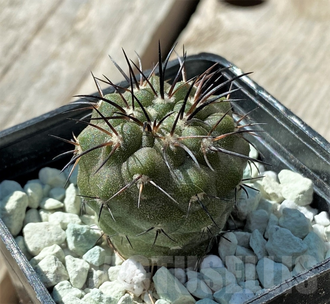 SHPR11836 Copiapoa dealbata -Totoral- - Image 2