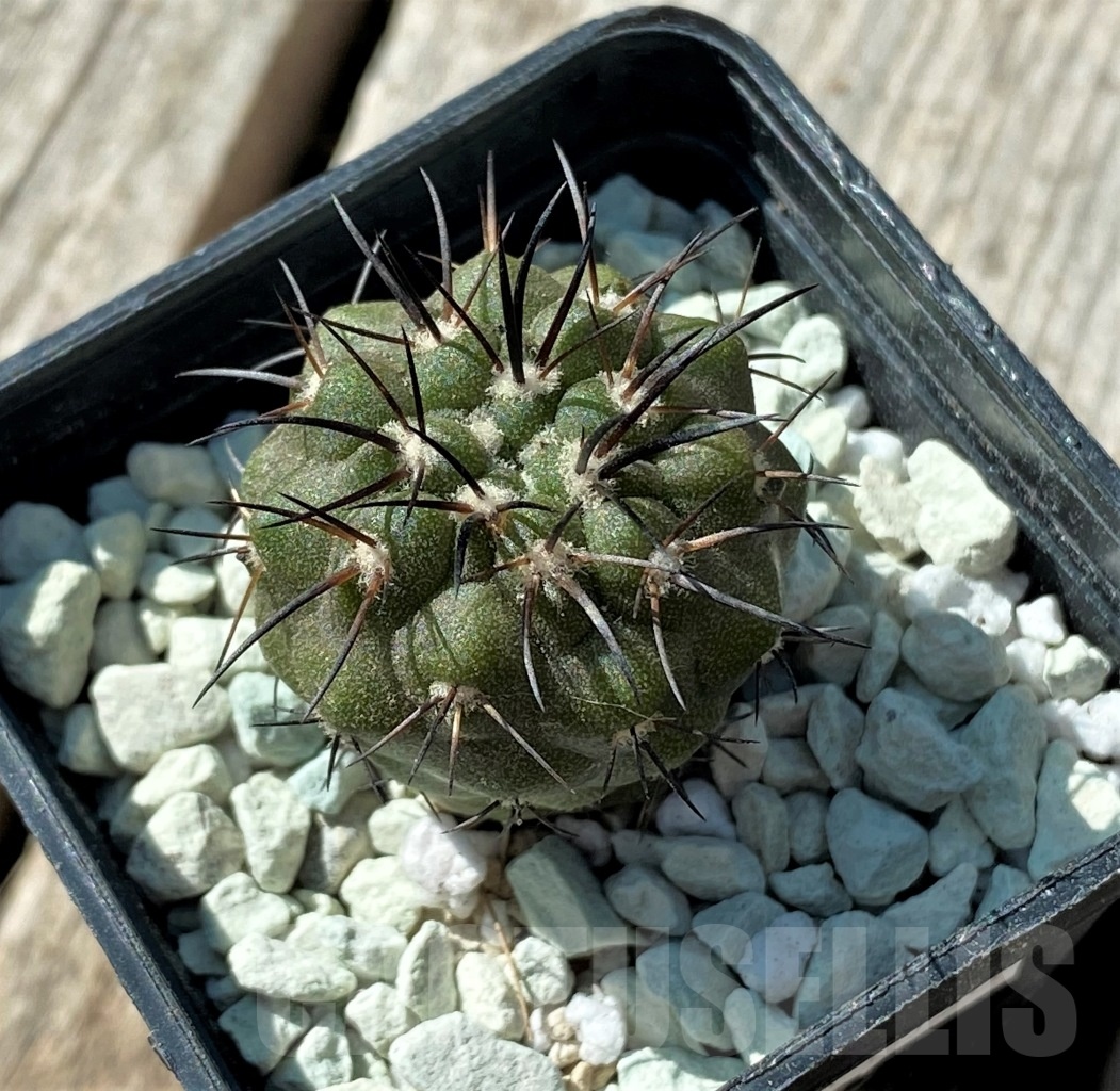 SHPR11836 Copiapoa dealbata -Totoral- - Image 3
