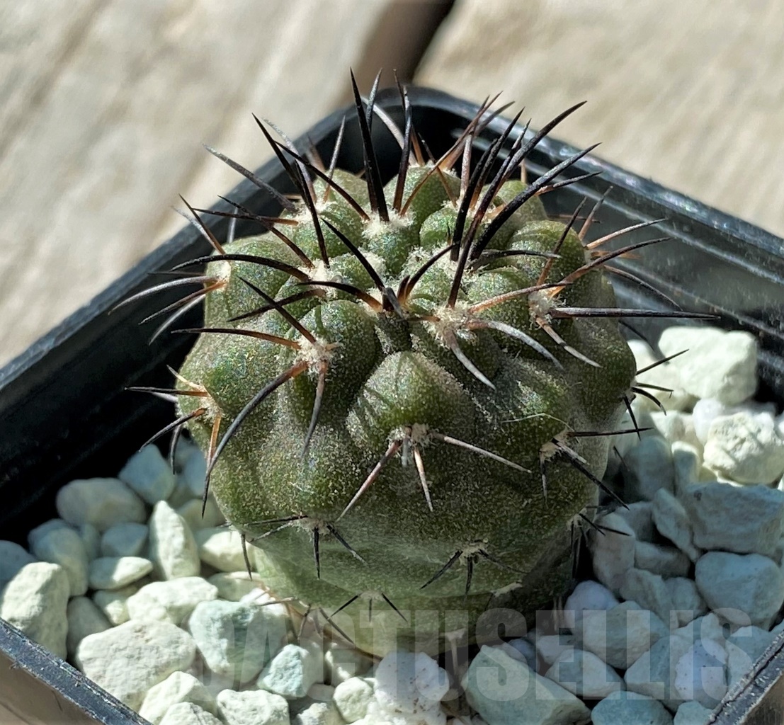 SHPR11836 Copiapoa dealbata -Totoral-
