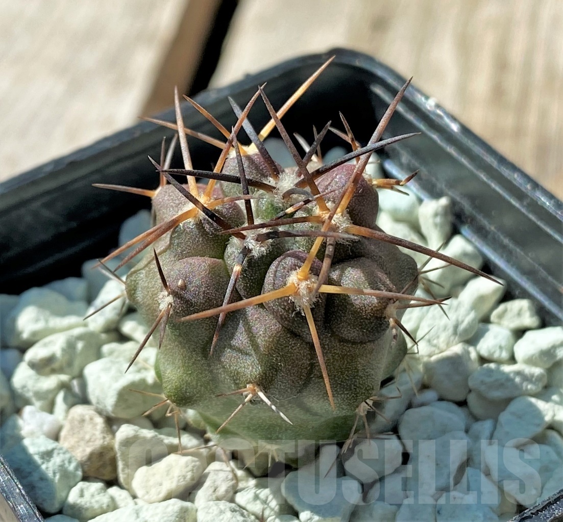 SHPR11837 Copiapoa coquimbana -Huasco-