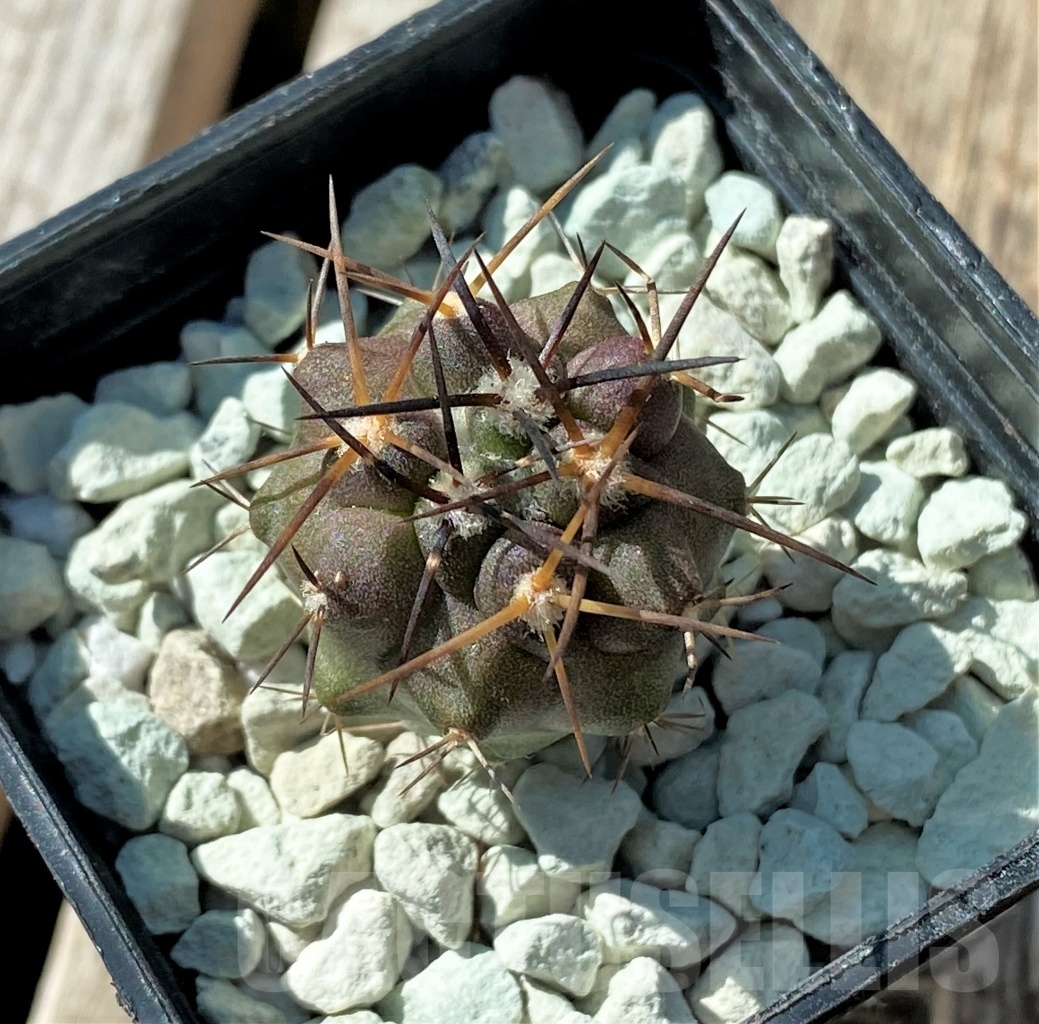 SHPR11837 Copiapoa coquimbana -Huasco- - Obrázek 2