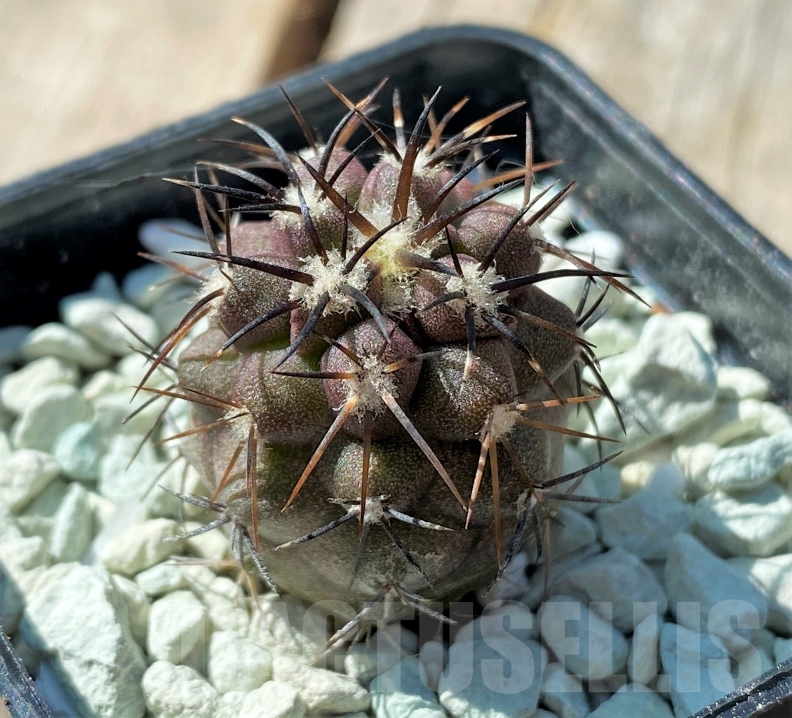 SHPR11838 Copiapoa montana -Ponarotto-