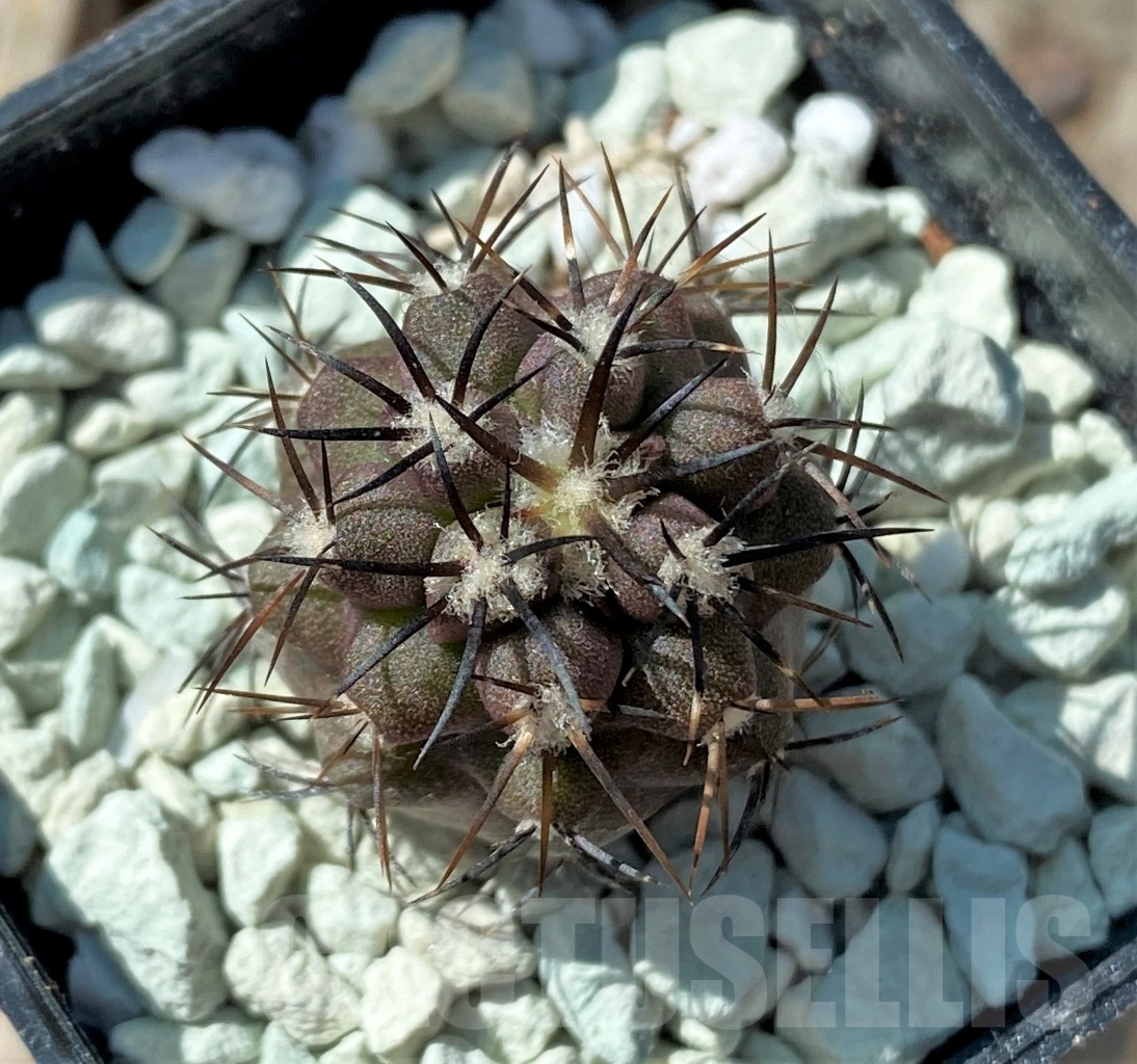 SHPR11838 Copiapoa montana -Ponarotto- - Image 2