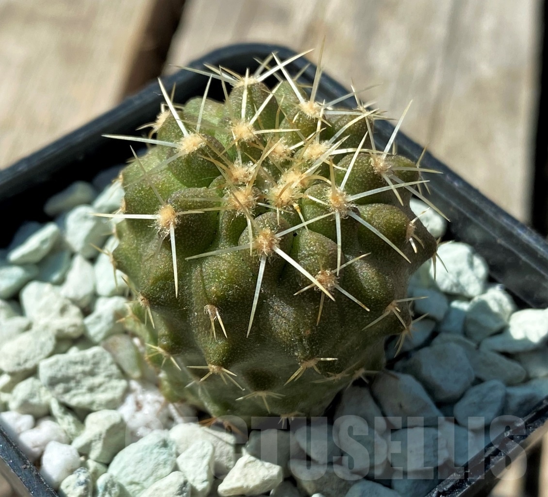 SHPR11839 Copiapoa haseltoniana