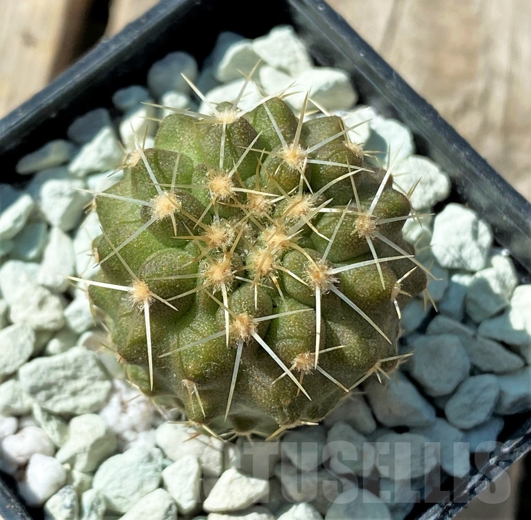 SHPR11839 Copiapoa haseltoniana - Image 2