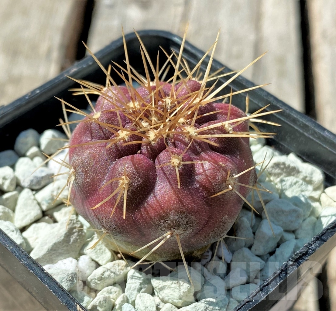 SHPR11841 Copiapoa gigantea -15km N. Taltal-