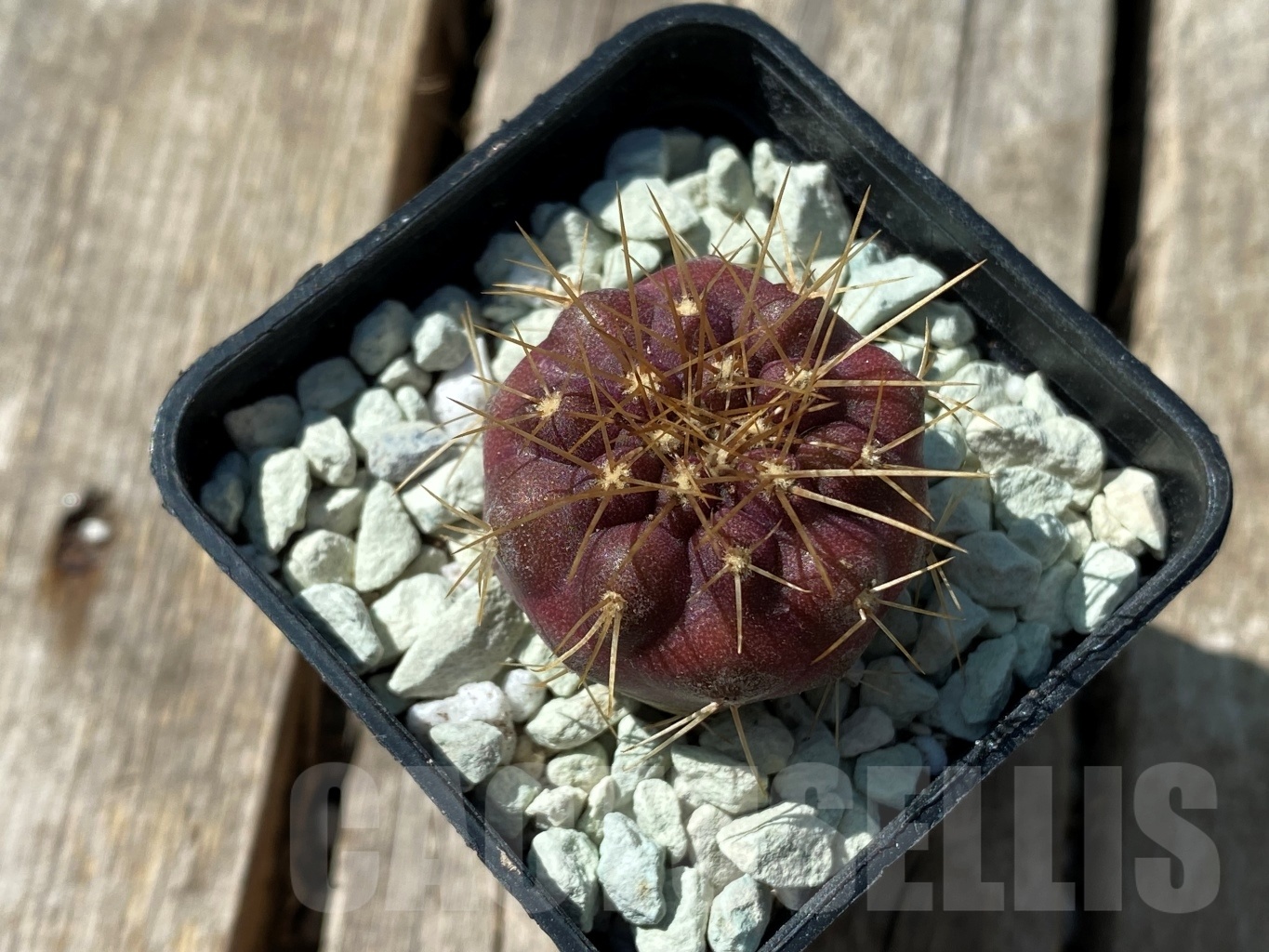 SHPR11841 Copiapoa gigantea -15km N. Taltal- - Image 2