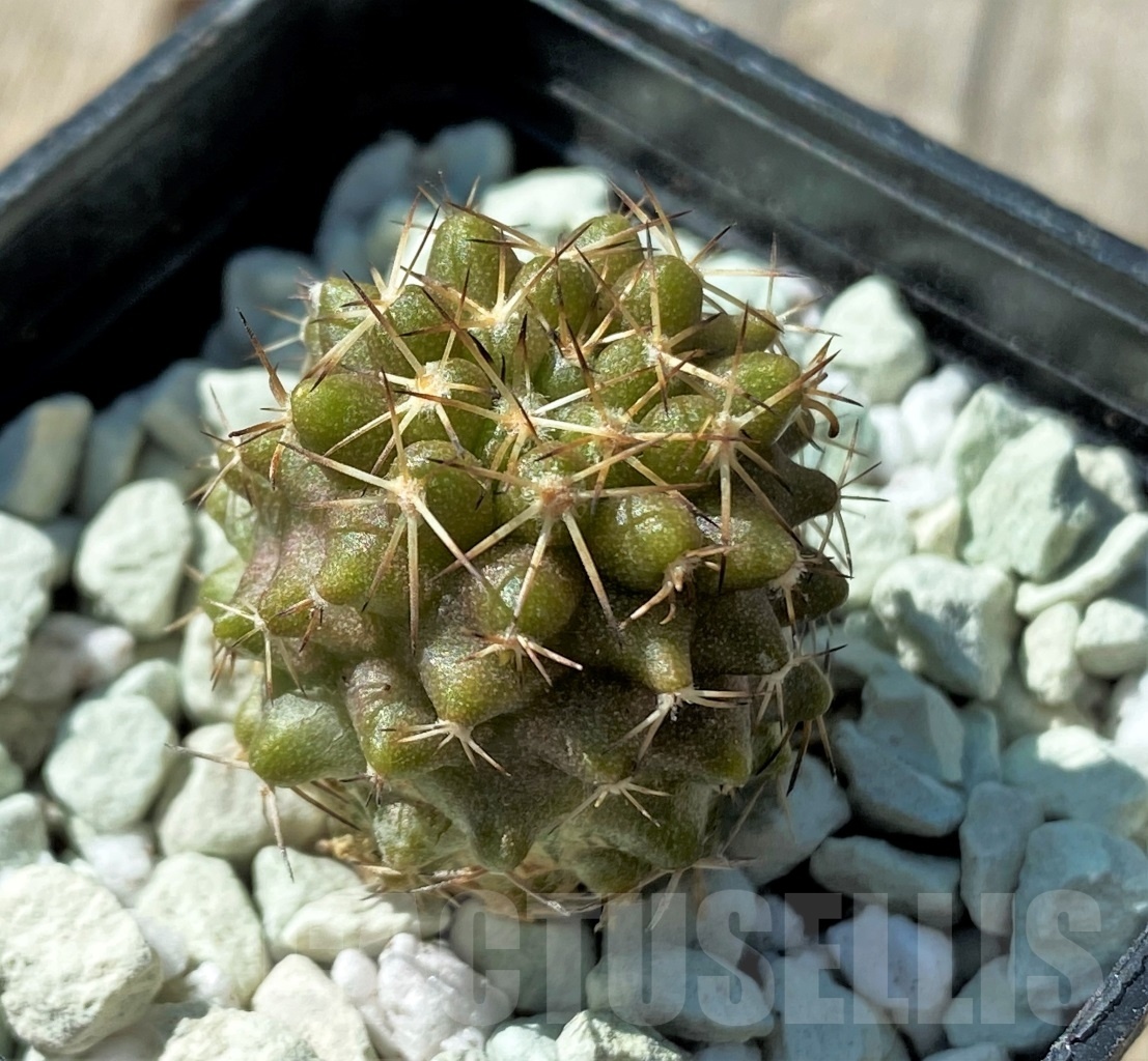 SHPR11842 Copiapoa cinerascens -S. of Chanaral-