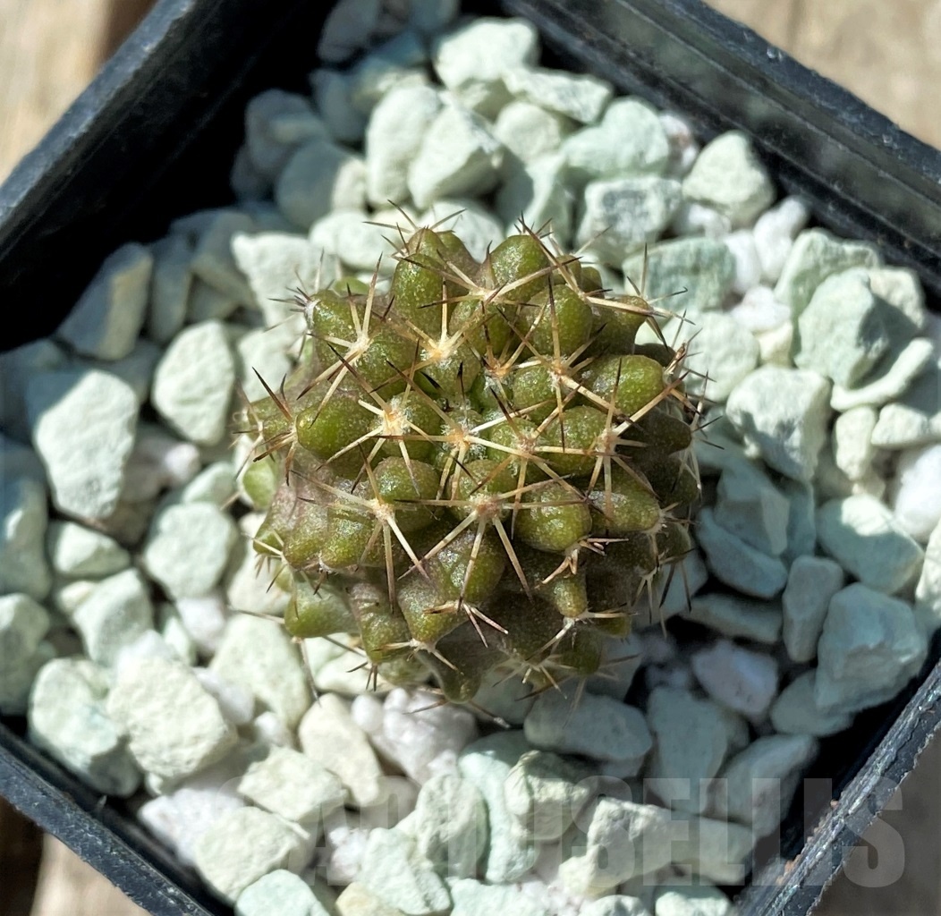SHPR11842 Copiapoa cinerascens -S. of Chanaral- - Image 2