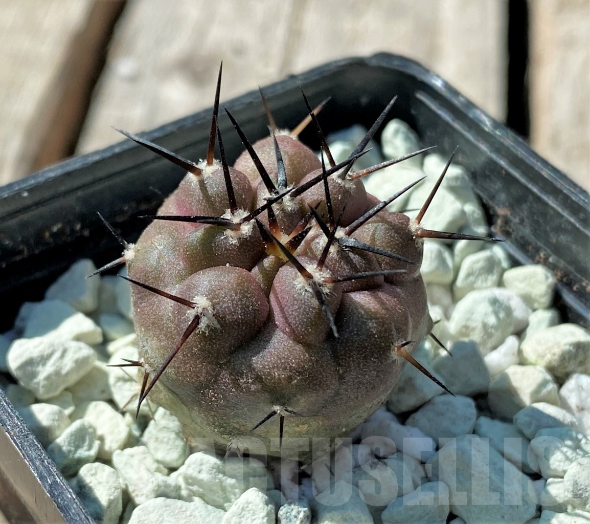 SHPR11843 Copiapoa cinerea