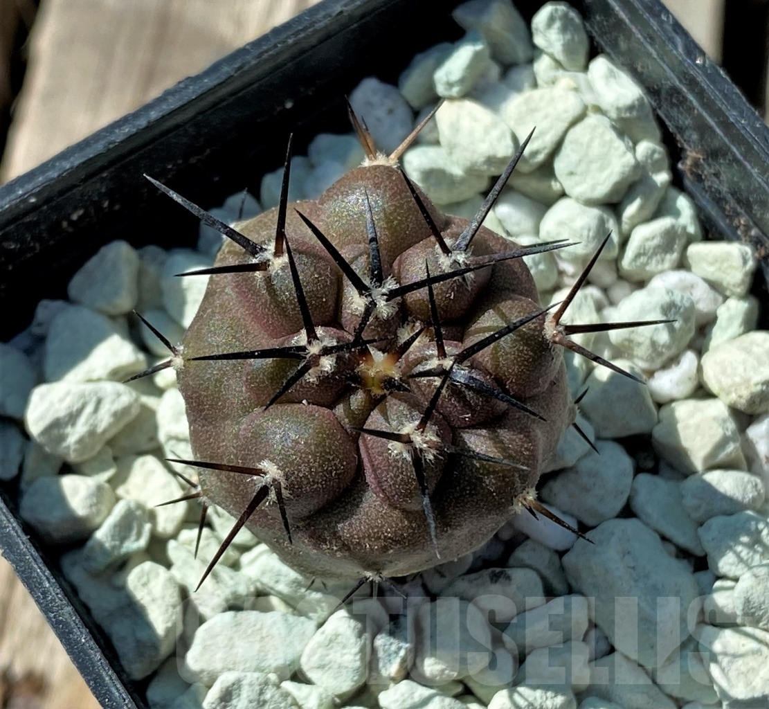 SHPR11843 Copiapoa cinerea – Bild 2