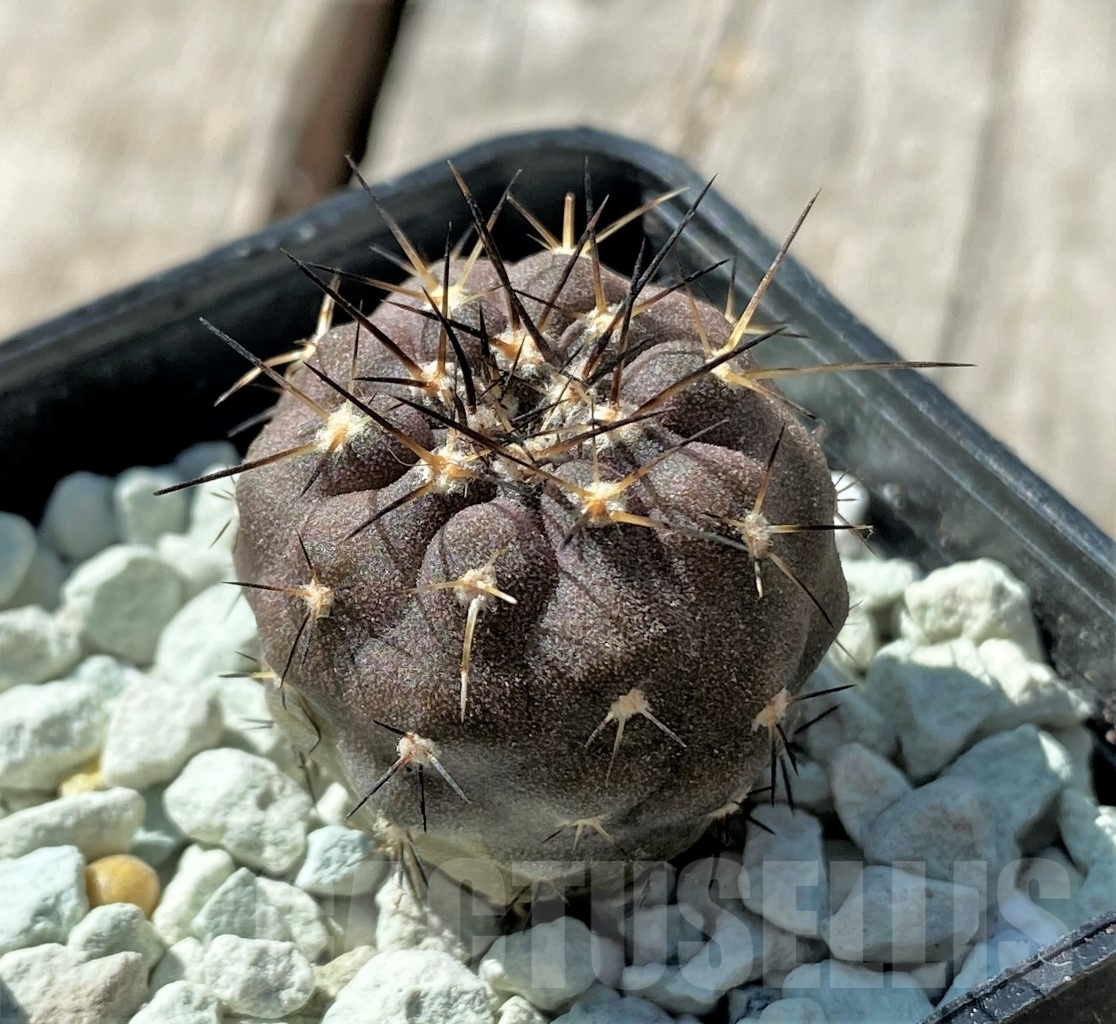 SHPR11845 Copiapoa marginata ex MG 85.715