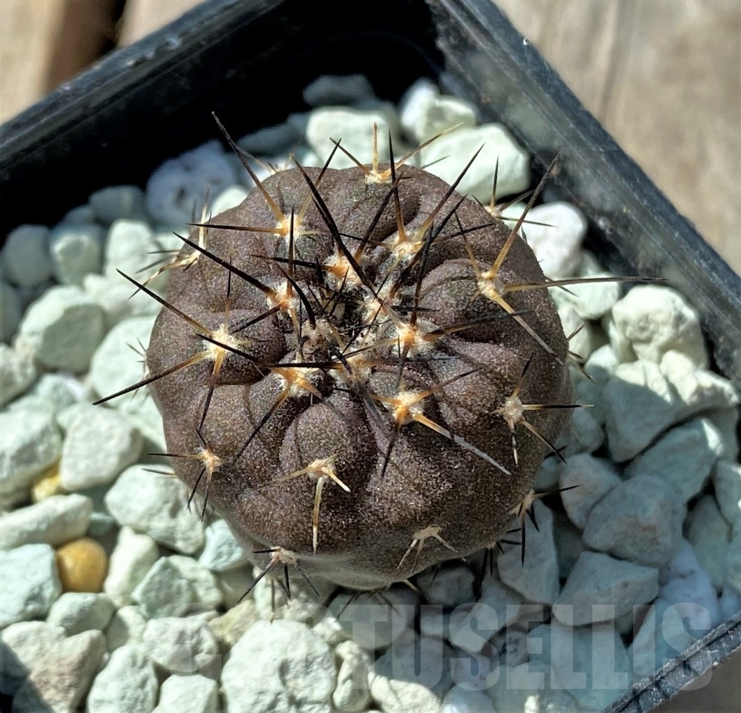 SHPR11845 Copiapoa marginata ex MG 85.715 - Зображення 2
