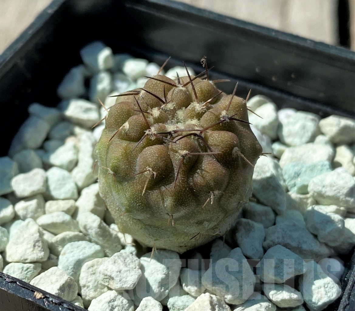 SHPR11846 Copiapoa cinerea v. columna-alba CS 29 Esmeralda ex MG 83.77