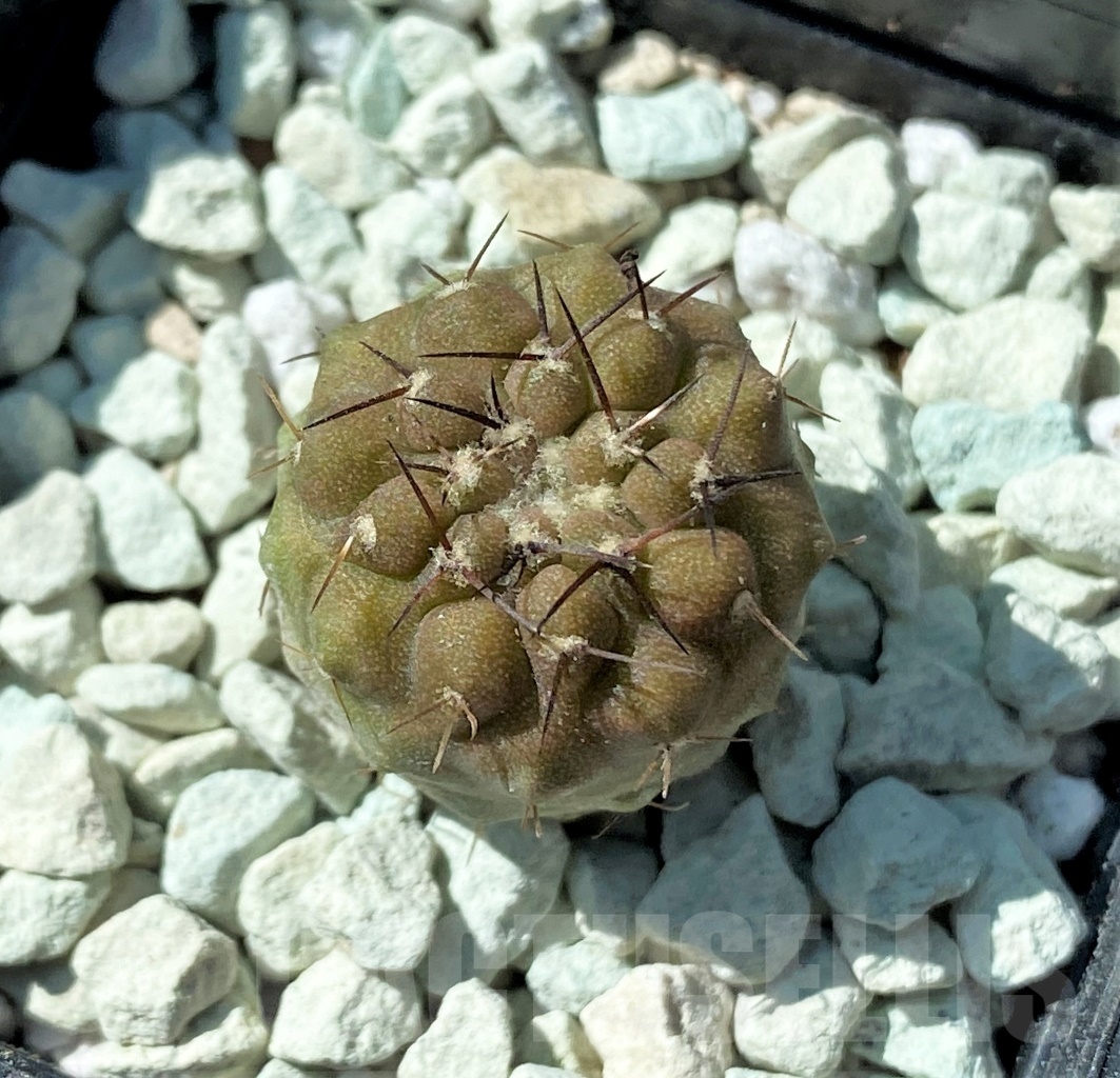 SHPR11846 Copiapoa cinerea v. columna-alba CS 29 Esmeralda ex MG 83.77 - Зображення 2