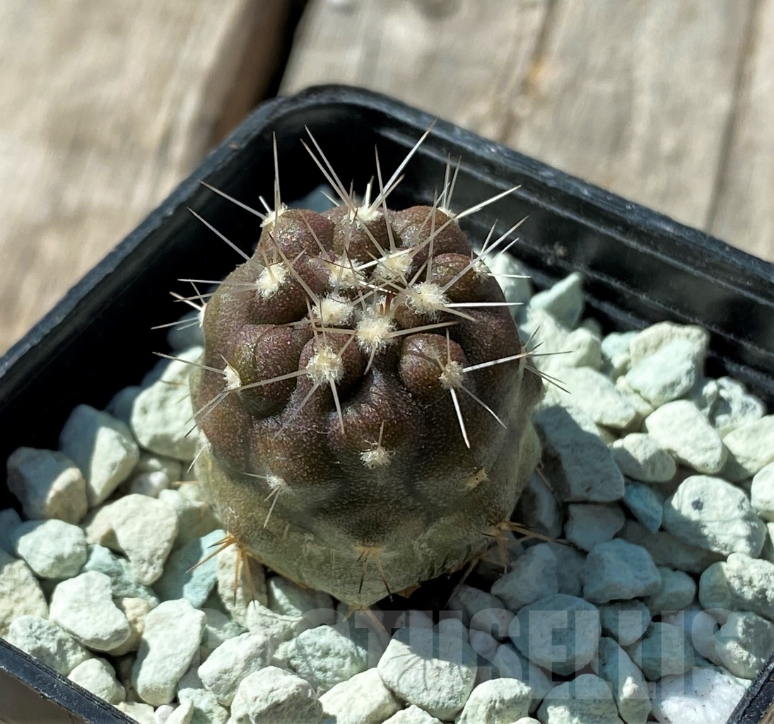 SHPR11847 Copiapoa cinerea v. albispina