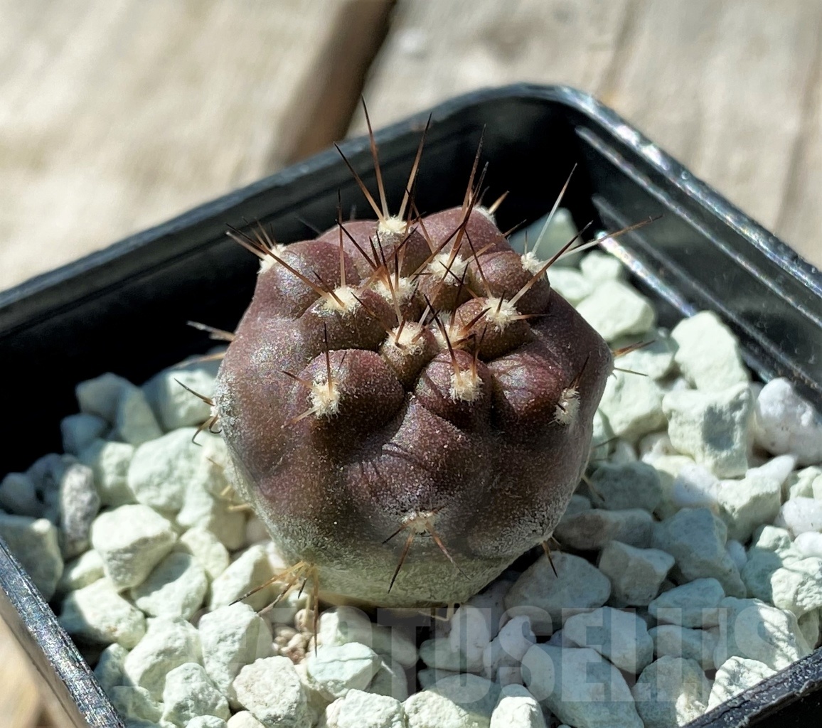 SHPR11848 Copiapoa cinerea -San Ramon-