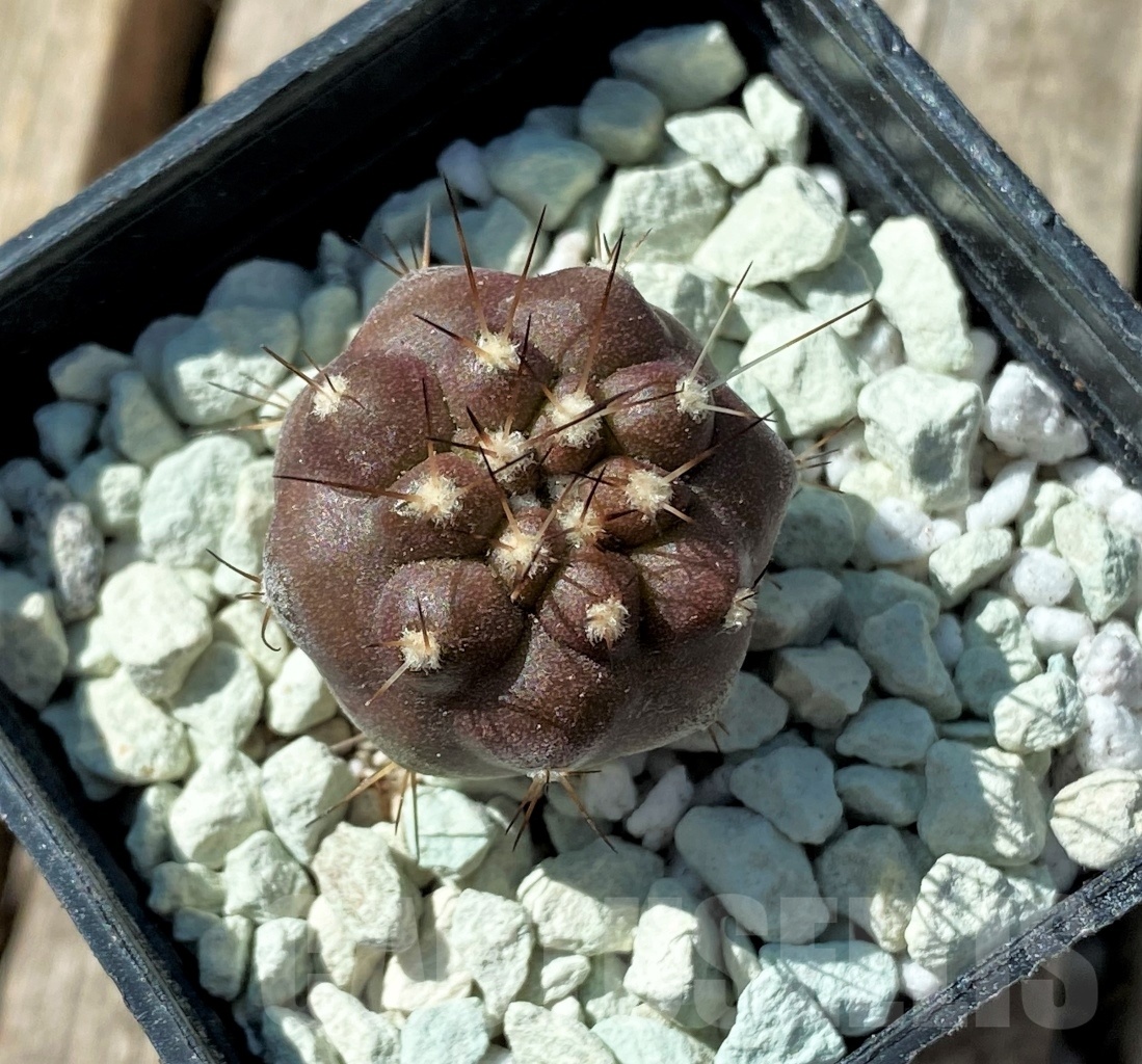 SHPR11848 Copiapoa cinerea -San Ramon- - Image 2