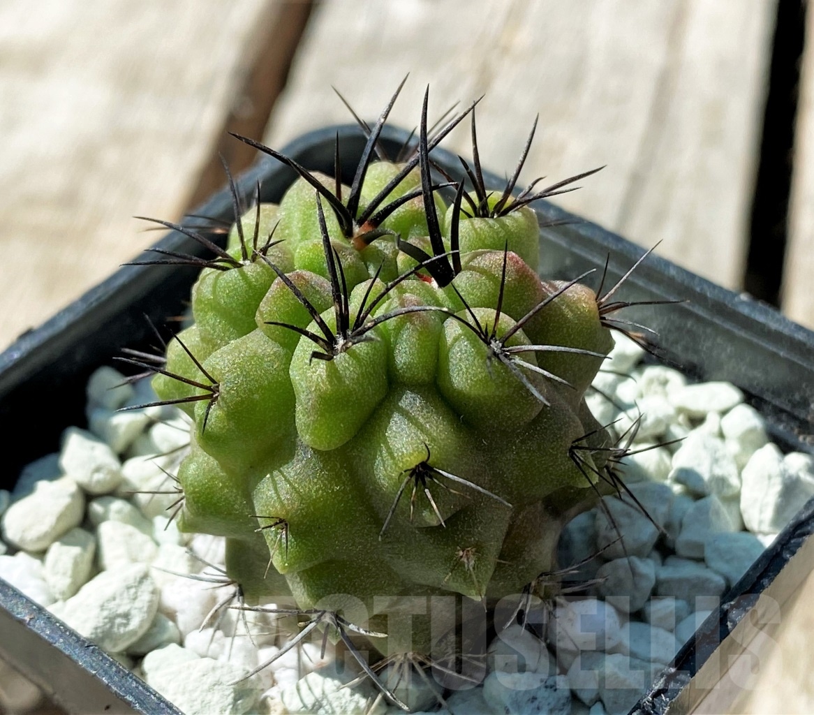 SHPR11850 Neochilenia huascensis