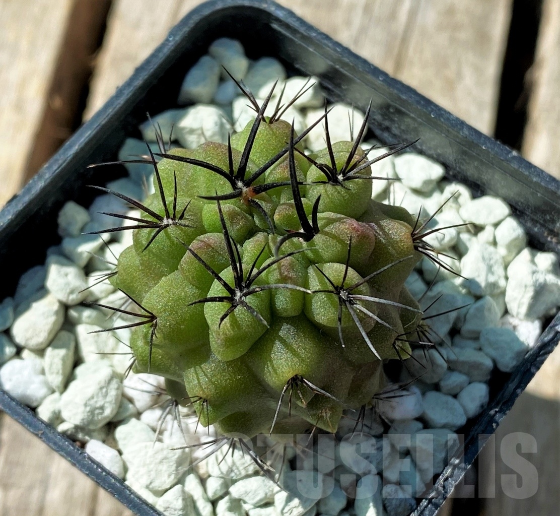 SHPR11850 Neochilenia huascensis - Image 2