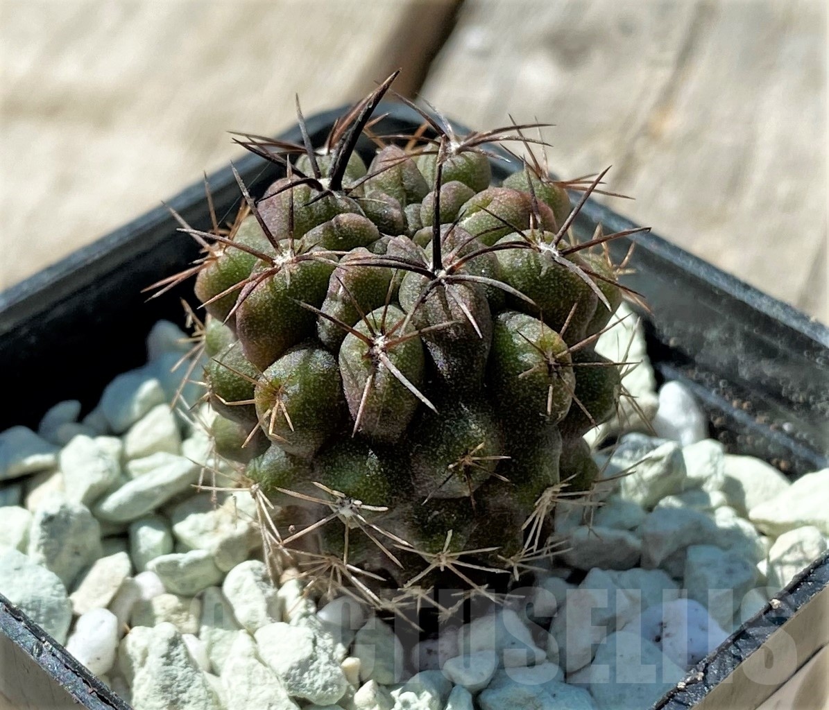 SHPR11851 Neochilenia huascensis - Image 2