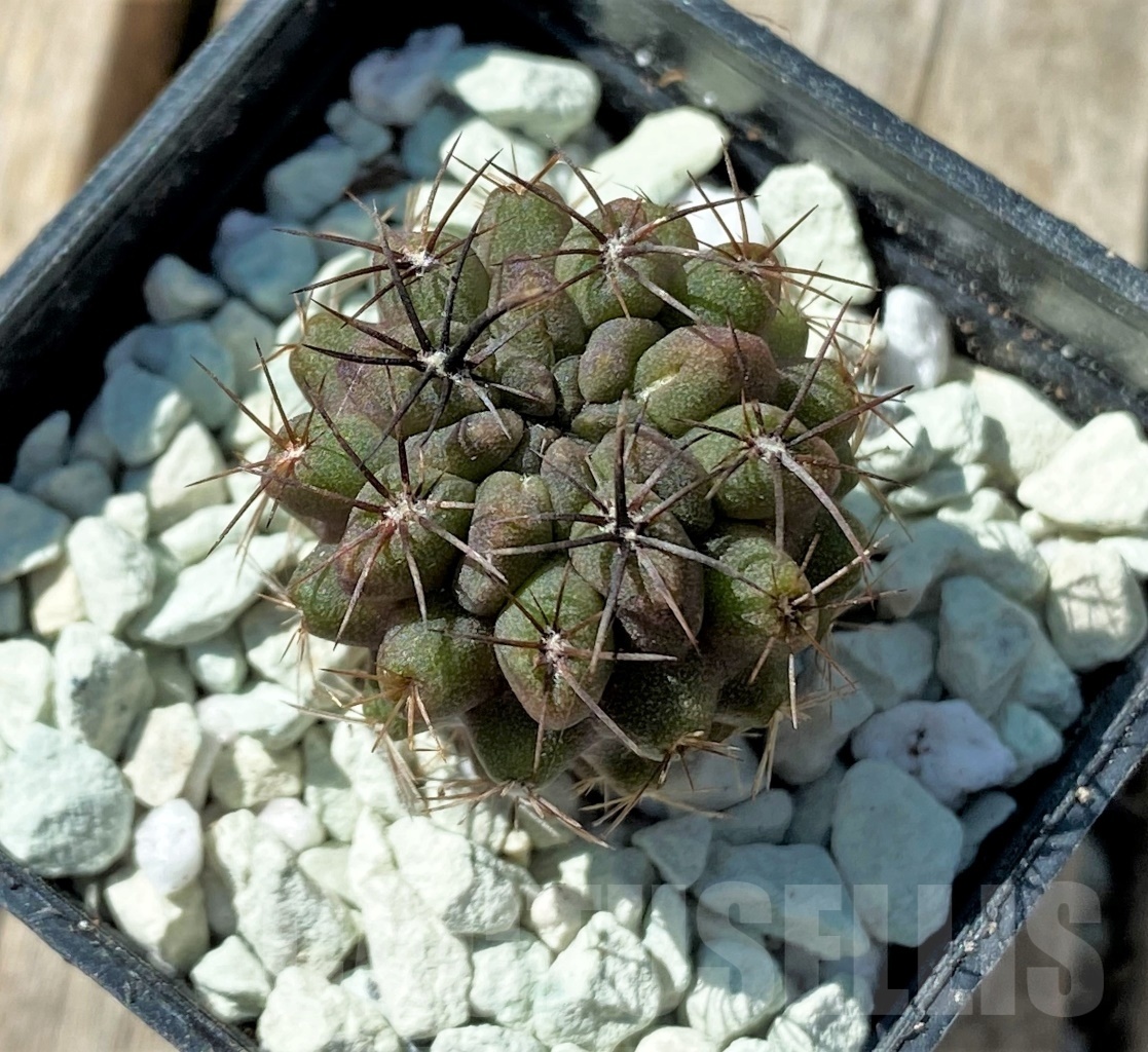 SHPR11851 Neochilenia huascensis