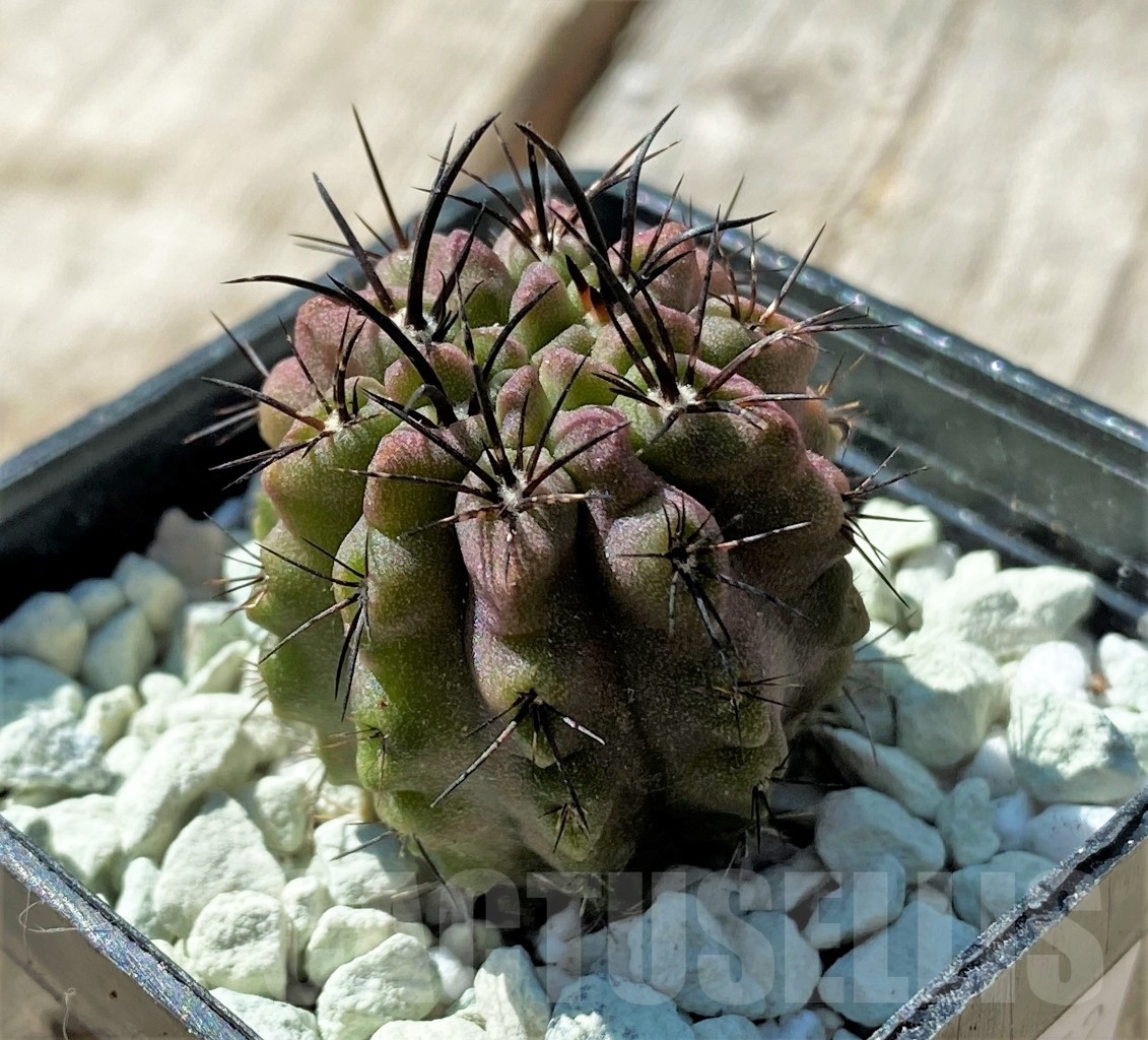 SHPR11852 Neochilenia huascensis