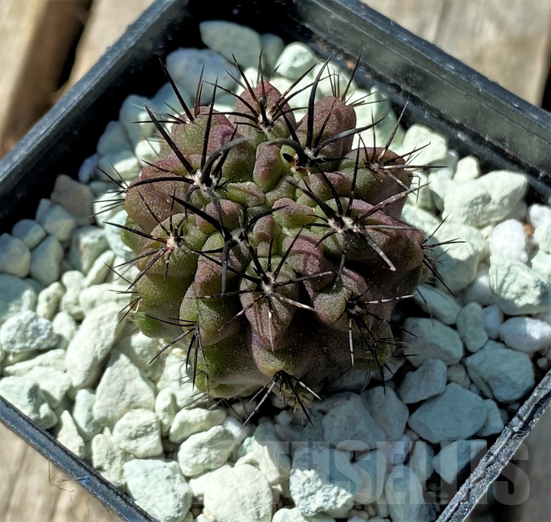 SHPR11852 Neochilenia huascensis - Image 2