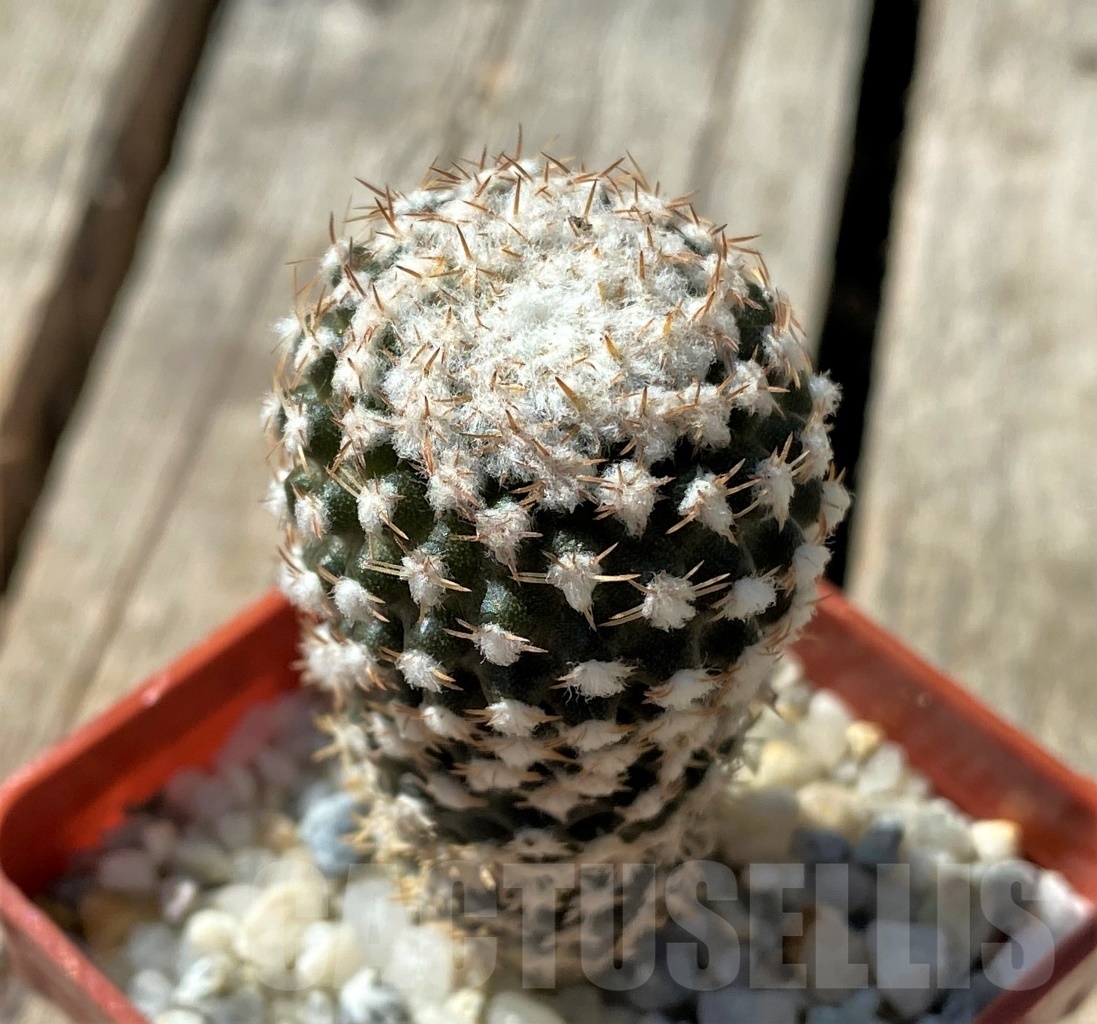 SHPR11854 Thelocephala malleolata WMO13