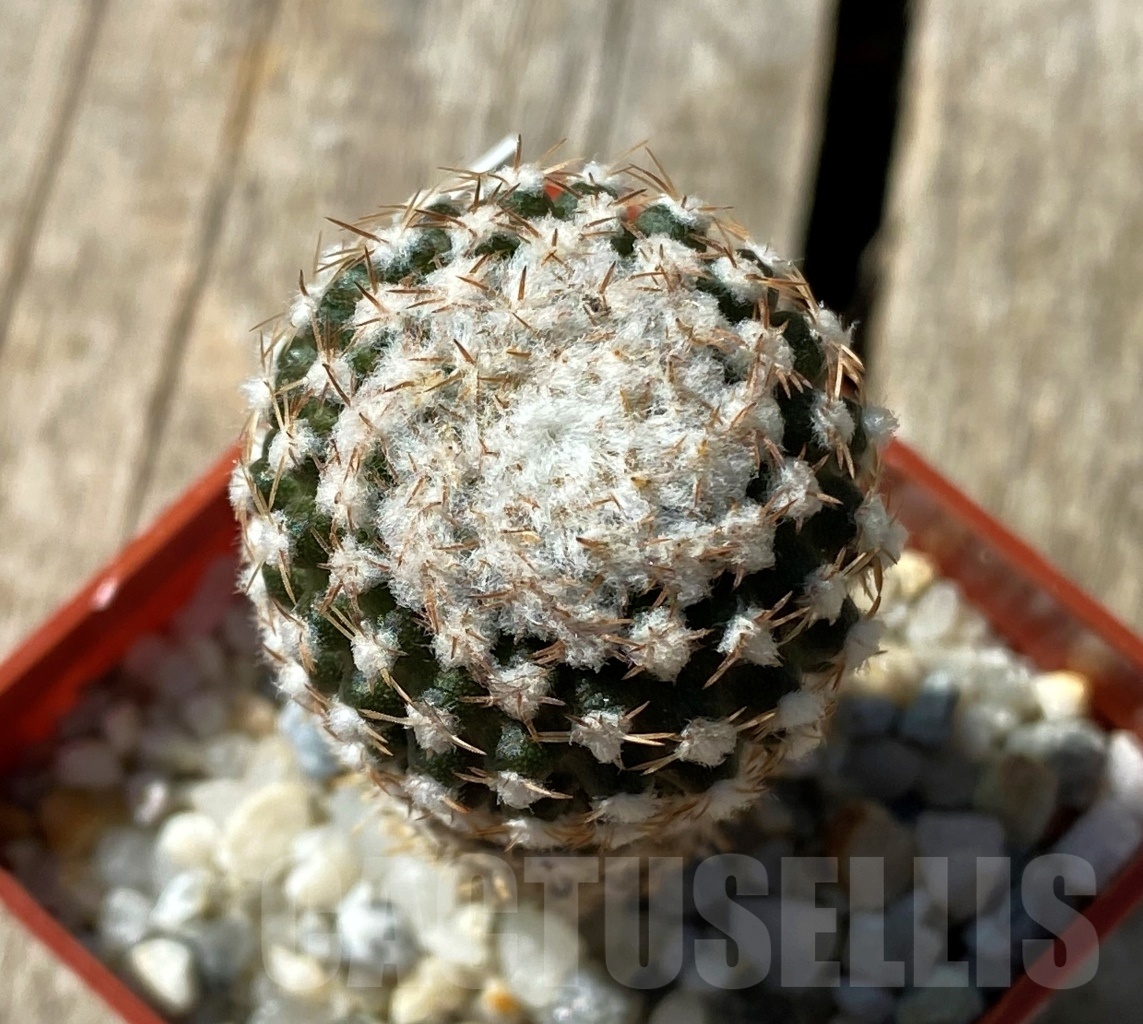 SHPR11854 Thelocephala malleolata WMO13 - Image 2