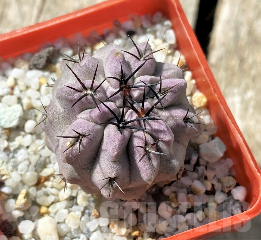 SHPR11855 Neochilenia paucicostata Blue form - Image 2