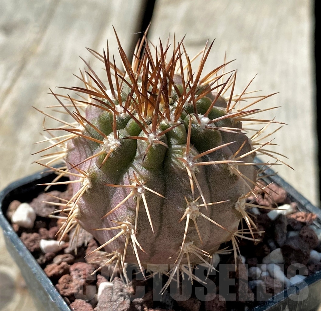 SHPR11856 Neoporteria simulans