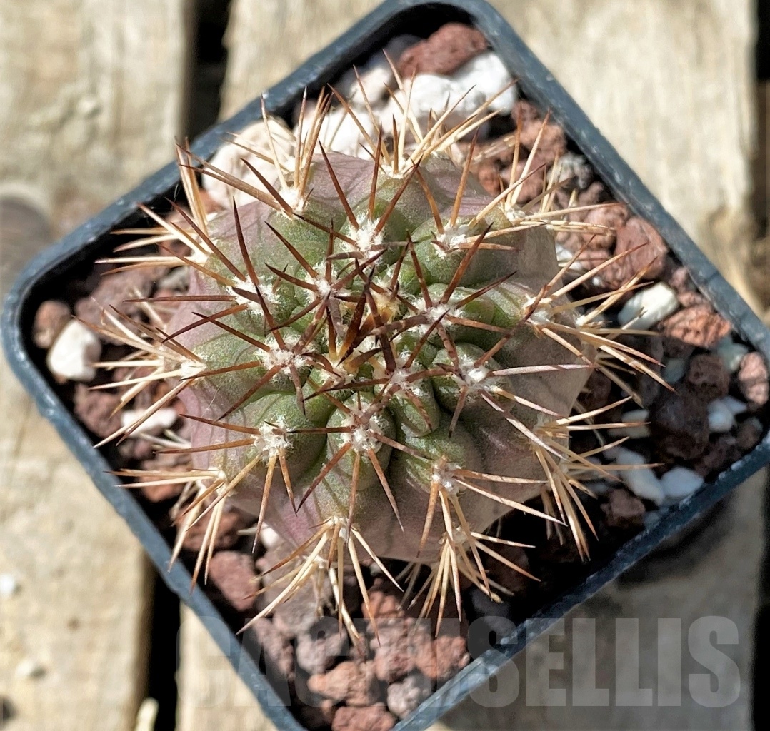 SHPR11856 Neoporteria simulans - Image 2