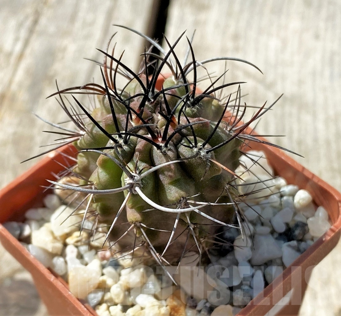 SHPR11857 Neochilenia paucicostata