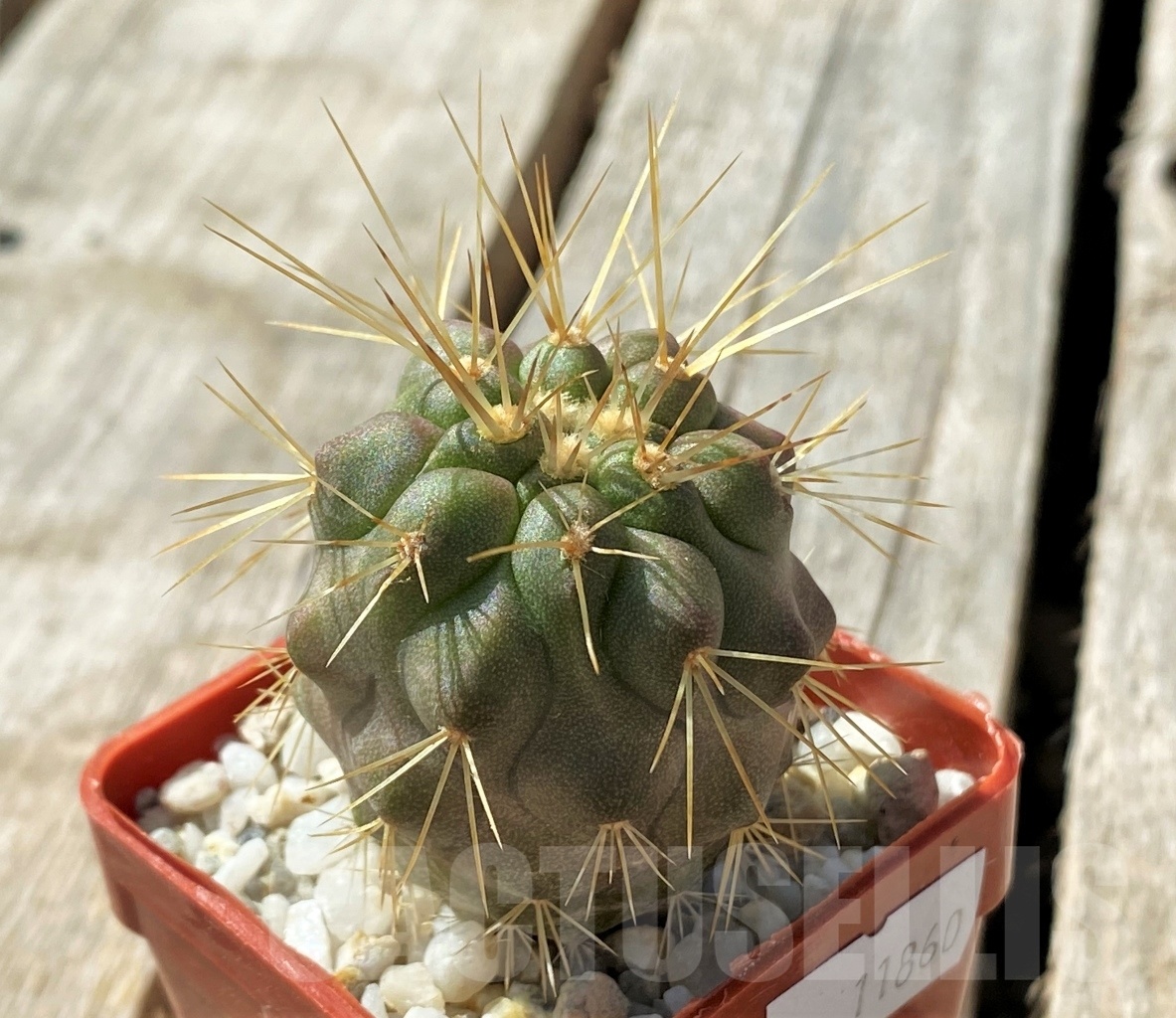 SHPR11860 Copiapoa gigantea -15km N. Taltal-