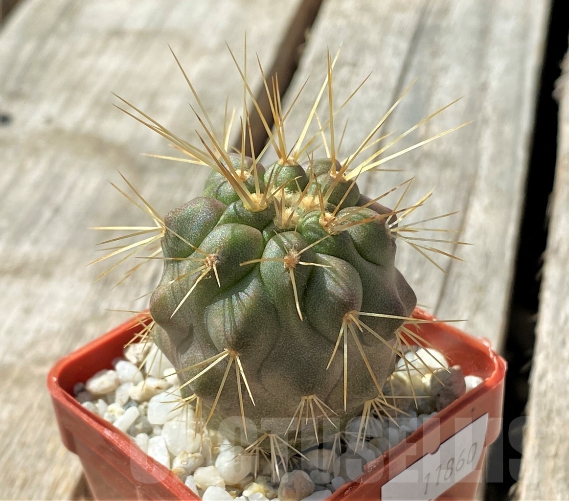 SHPR11860 Copiapoa gigantea -15km N. Taltal- – Image 2