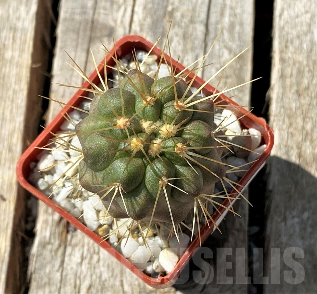 SHPR11860 Copiapoa gigantea -15km N. Taltal- – Image 3