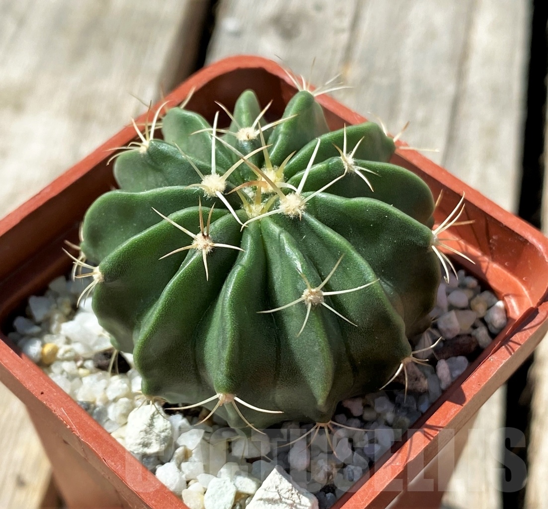 SHPR11861 Homalocephala texensis