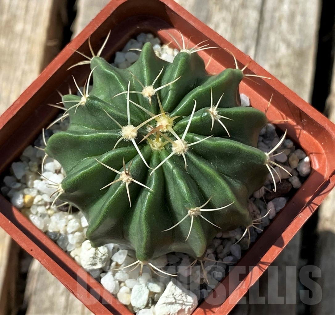 SHPR11861 Homalocephala texensis – Bild 2