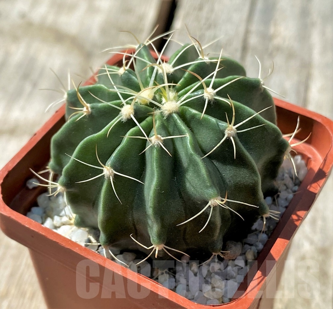 SHPR11862 Homalocephala texensis