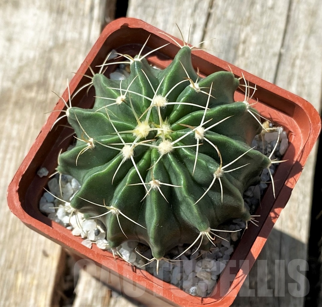 SHPR11862 Homalocephala texensis – Bild 2