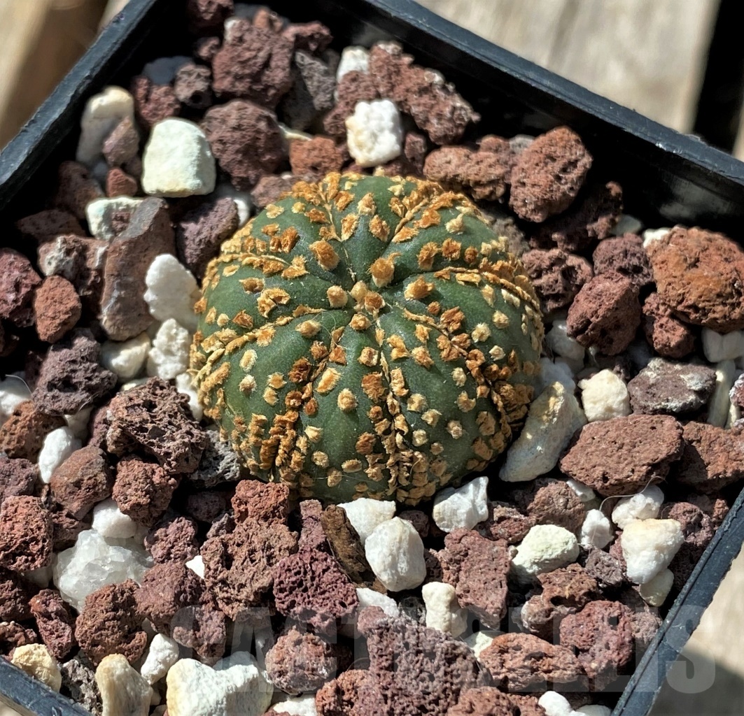 SHPR11863 Astrophytum asterias x capricorne – Bild 2
