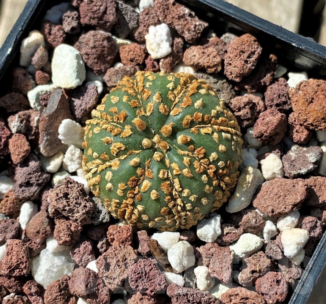 SHPR11863 Astrophytum asterias x capricorne