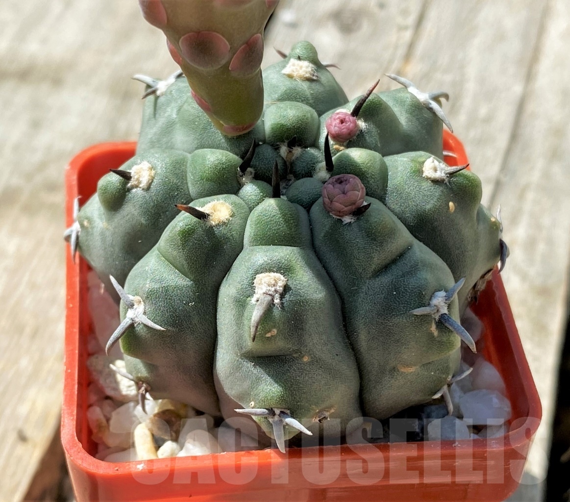 SHPR11864 Gymnocalycium vatteri v. unguispinum - Obrázek 2
