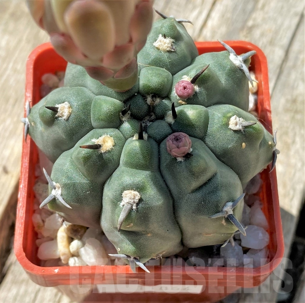 SHPR11864 Gymnocalycium vatteri v. unguispinum